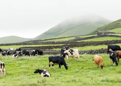 Produtos dos Açores: Uma Visão Sustentável para o Futuro