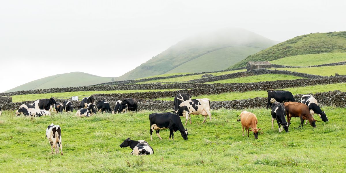 Produtos dos Açores: Uma Visão Sustentável para o Futuro