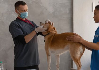 Emprego em Enfermagem Veterinária Cresce em Portugal