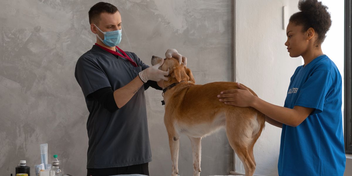 Emprego em Enfermagem Veterinária Cresce em Portugal
