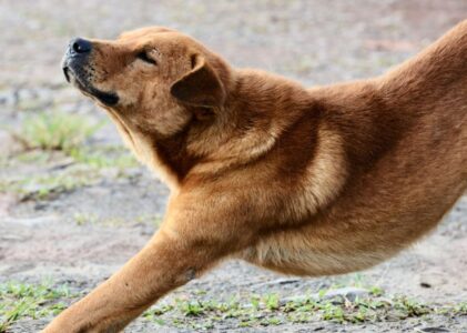 CBD para cães: como funciona e quando utilizar?