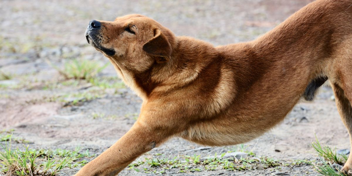 CBD para cães: como funciona e quando utilizar?